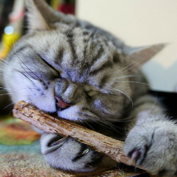 Pure Natural Catnip Toothpaste 5x sticks OMG Adorables